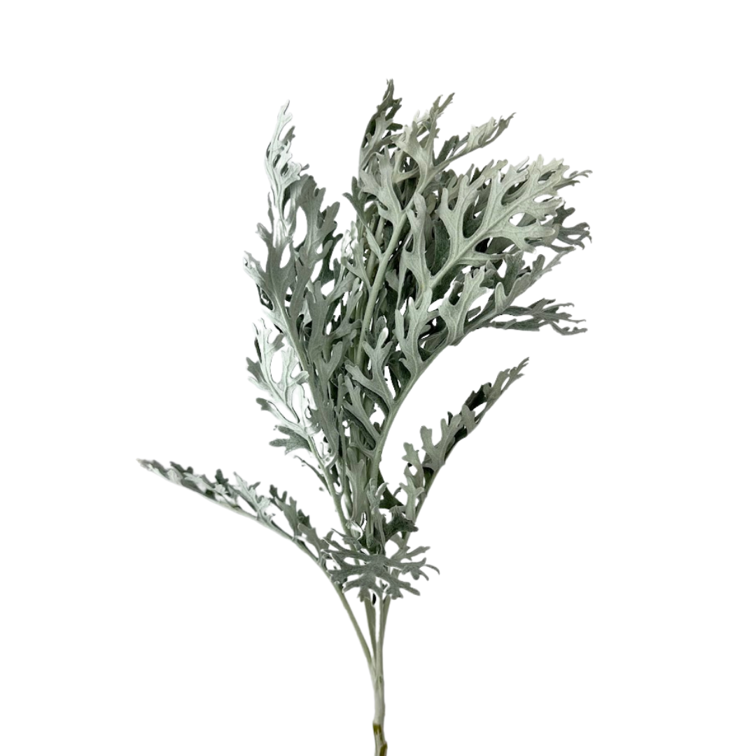 Dusty Miller Lacey Leaf