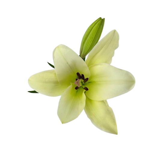 Asiatic Lily White (10 stem bunch)