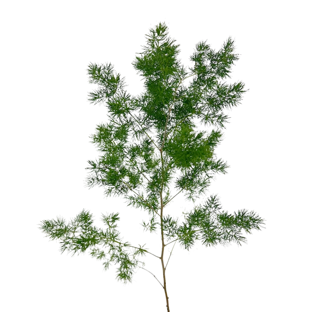 Ming Fern