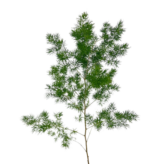 Ming Fern