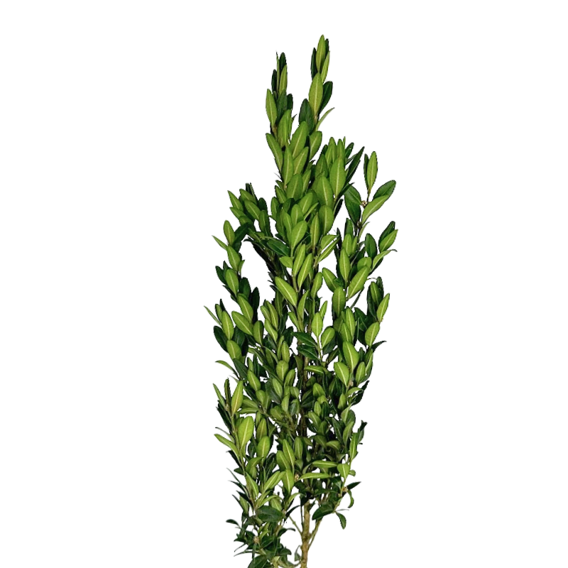 Box of Boxwood