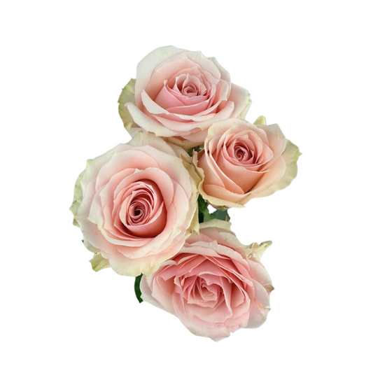 SPRAY ROSE PINK STAR BLUSH (10 STEM BUNCH)