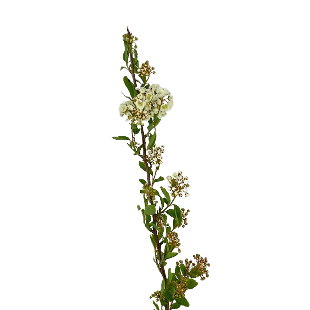 Spirea White