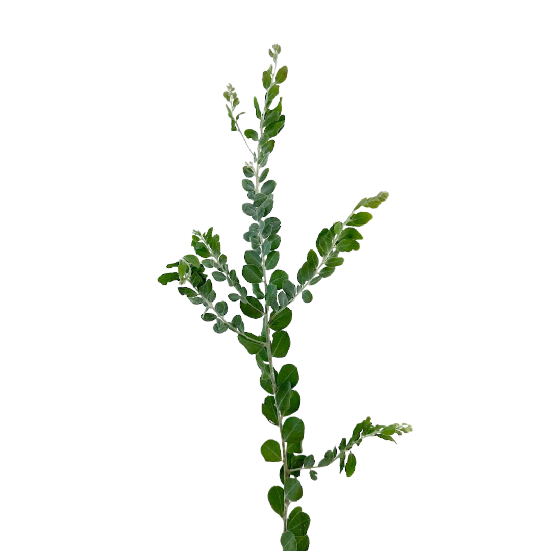 Acacia Pearl