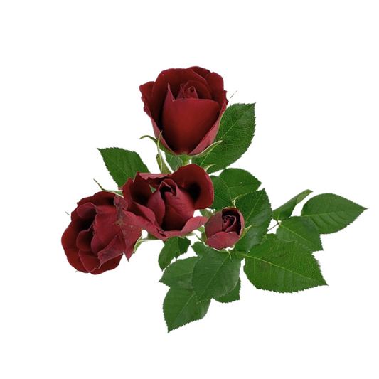 Spray Rose Burgundy (10 stem bunch)