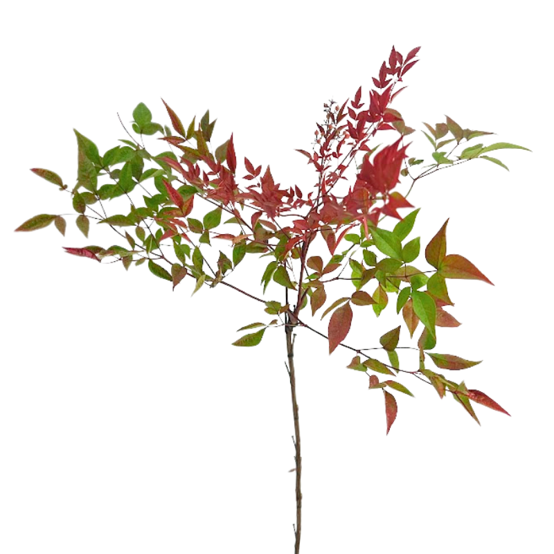 Nandina