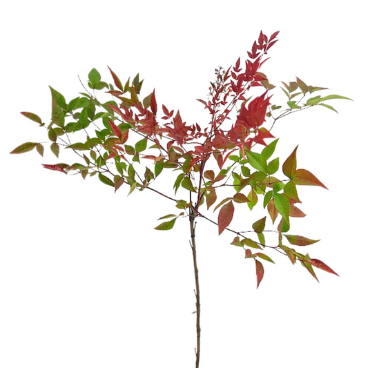 Nandina