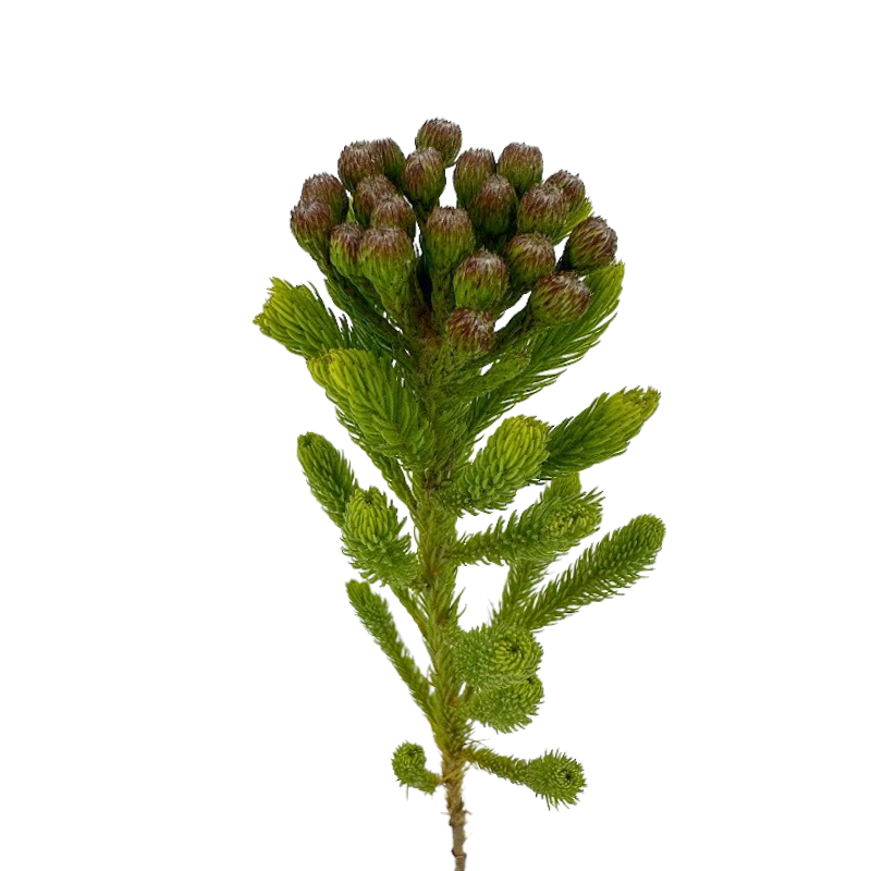 Brunia Green