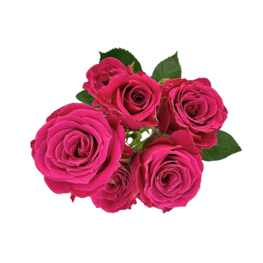 SPRAY ROSE HOT PINK LOVELY LYDIA (10 STEM BUNCH)