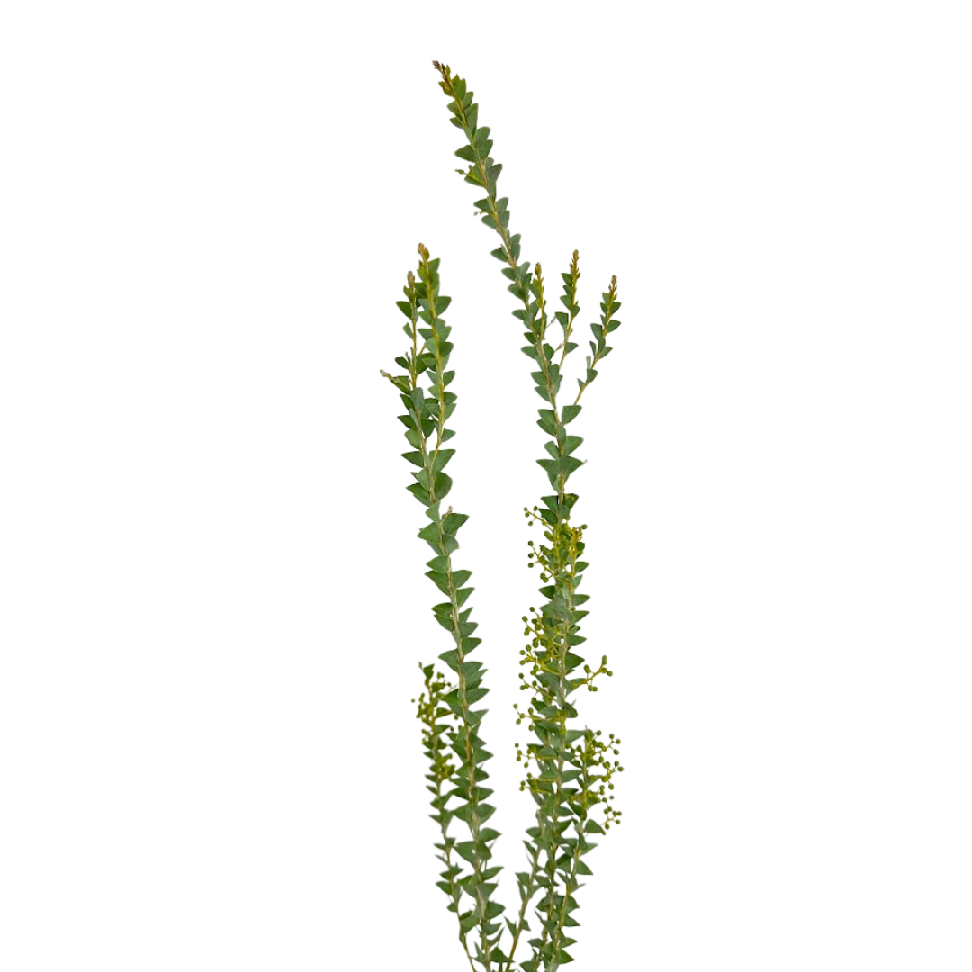 Acacia, Green Knifeblade 10st/bu