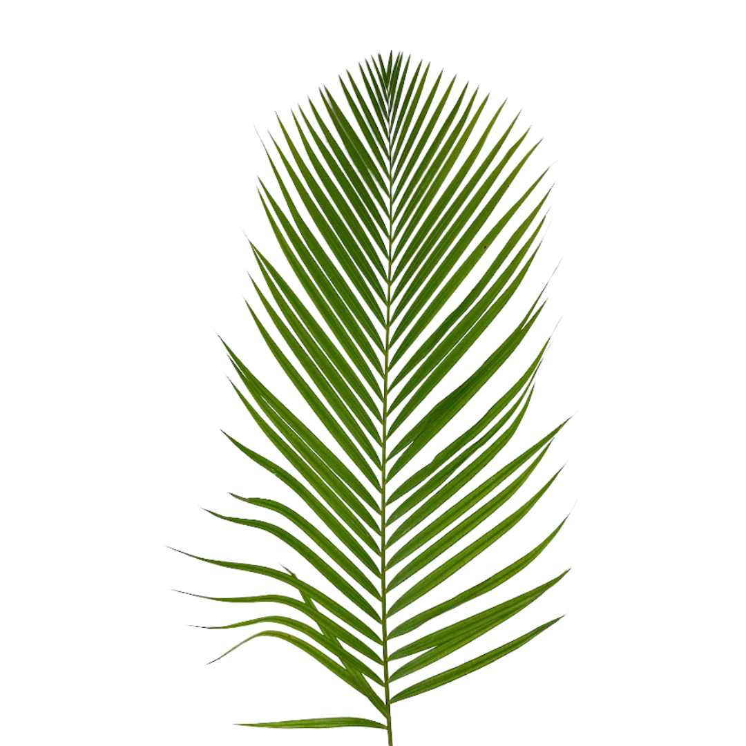 Areca Palm
