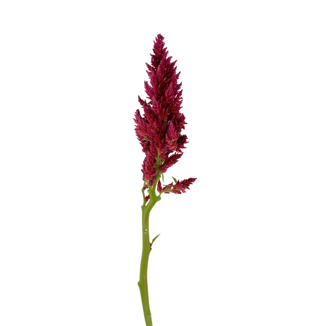 Celosia Red Plume