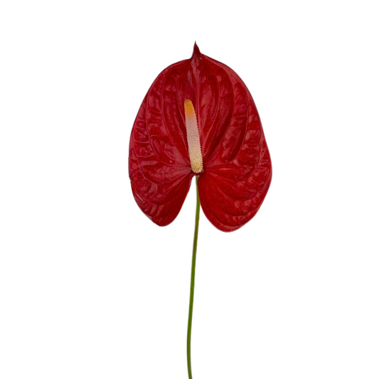ANTHURIUM