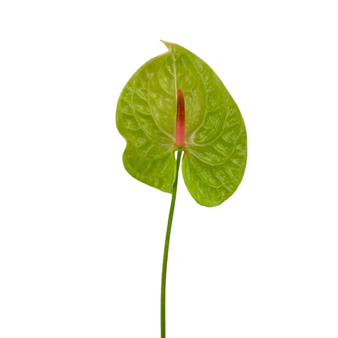 anthurium 15 Anthurium, Green 15st/bu – Metro Flower Market