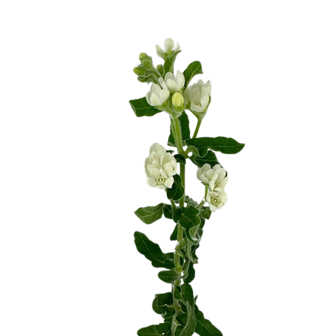 Tweedia White
