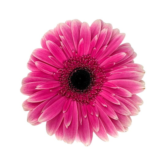 Gerbera Dark Center Hot Pink Bicolor (10 stem bunch)