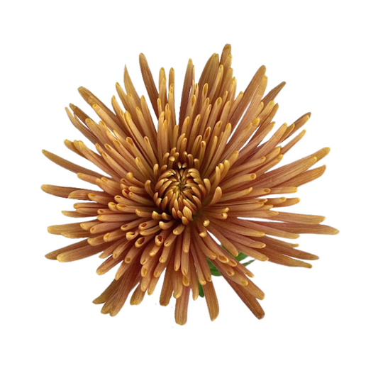 Chrysanthemum Spider Bronze Anastasia (10 stem bunch)