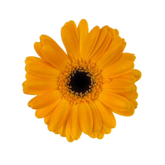 Mini Gerberas Yellow (10 stem bunch)