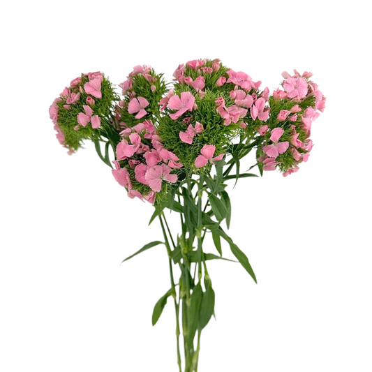 Dianthus Pink (10 stem bunch)