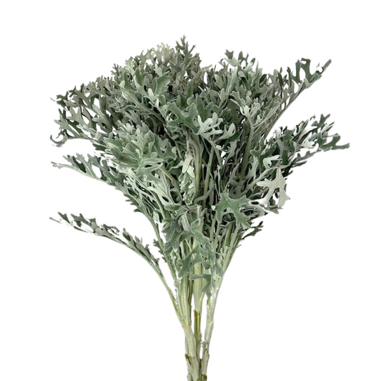 Dusty Miller Lacey Leaf (10 stem bunch)