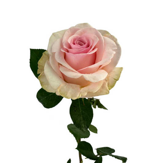 ROSE LIGHT PINK NOVIA (25 STEM BUNCH)