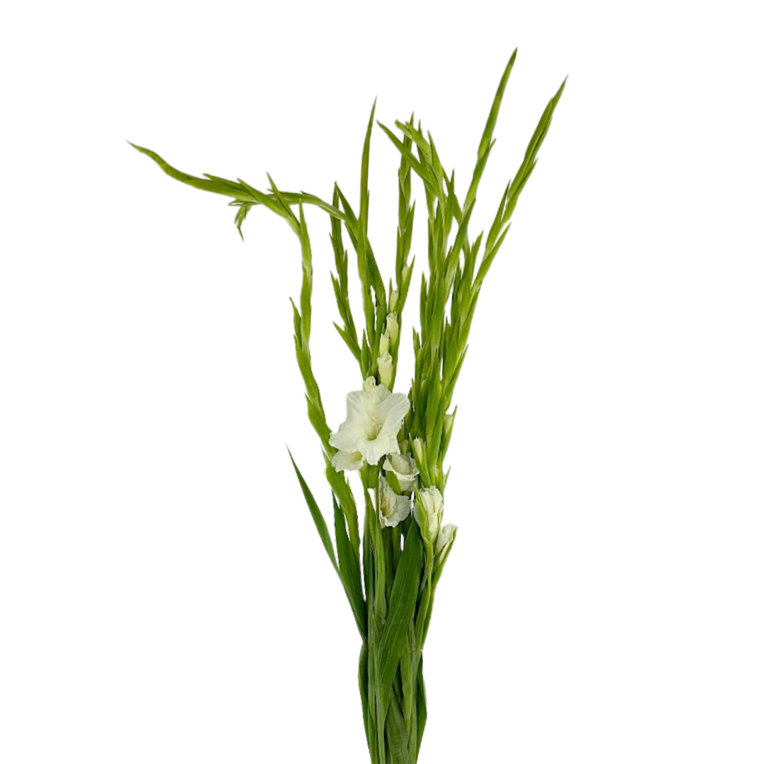 Gladiola White (10 stems)