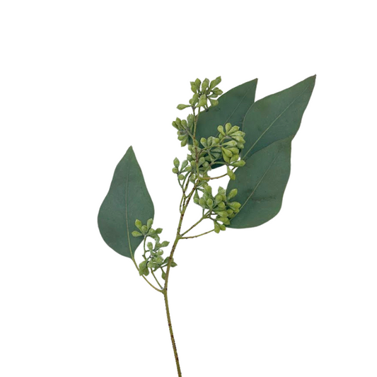 Eucalyptus Seeded (10 stem bunch)