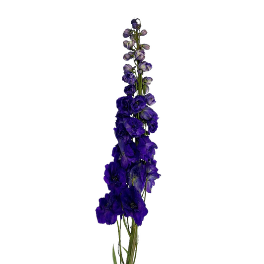 DELPHINIUM BLACK VELVET (10 STEM BUNCH)