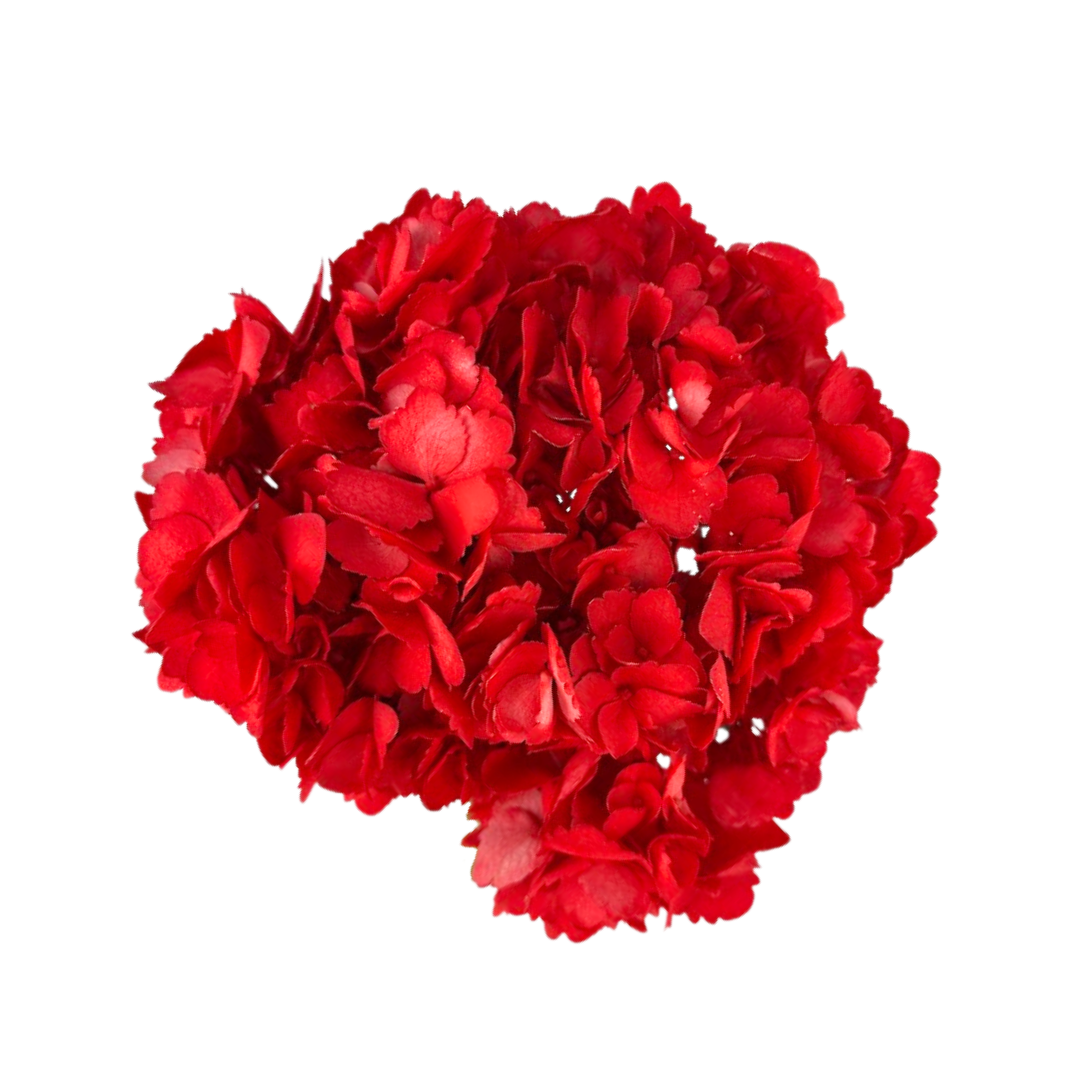 Hydrangea Tinted Red