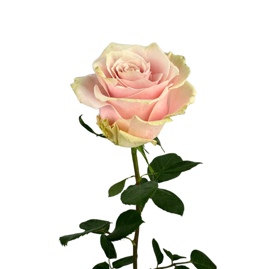 ROSE LIGHT PINK MODIAL (25 STEM BUNCH)