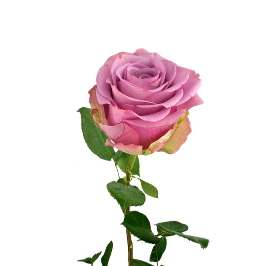 ROSE COOL WATER (25 STEM BUNCH)