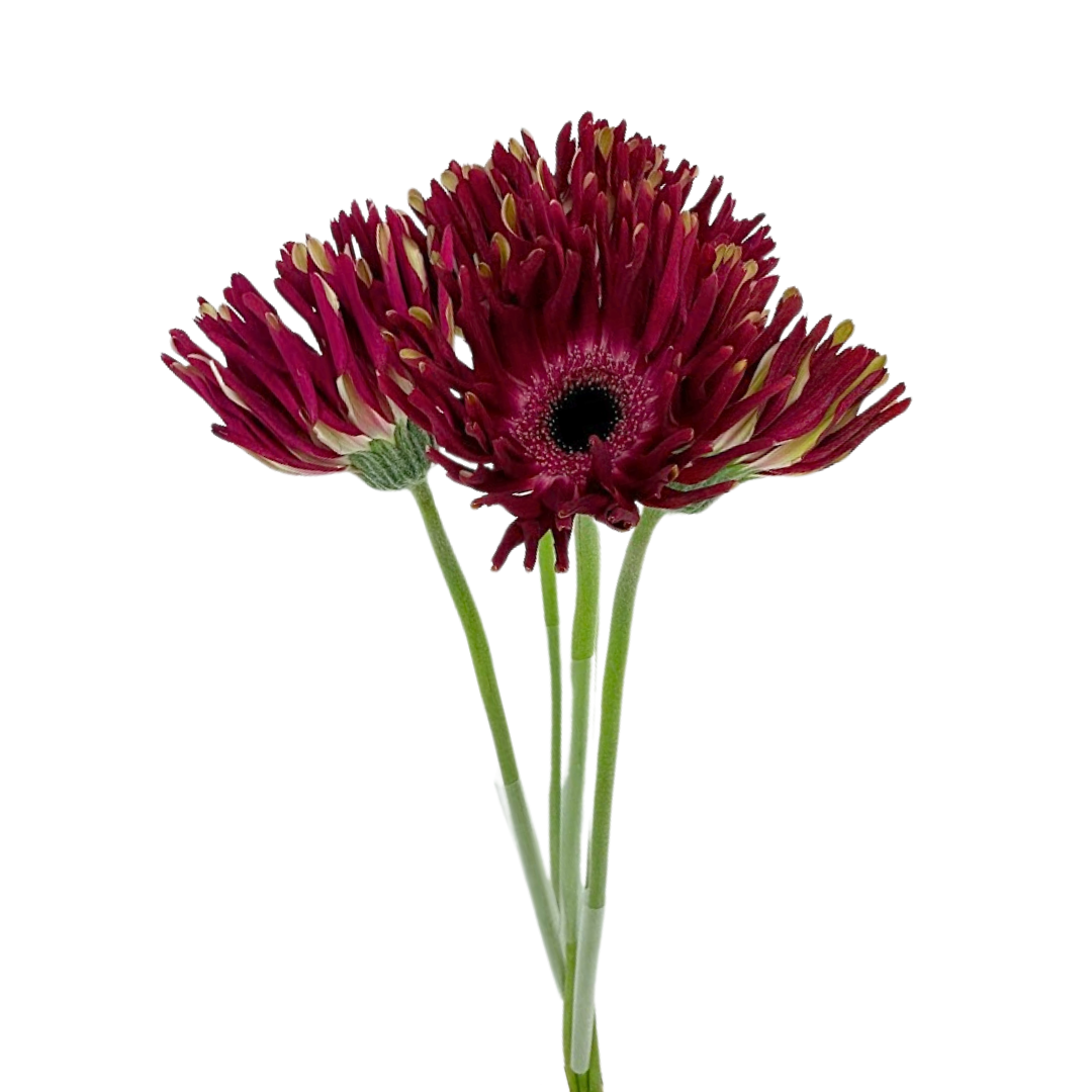 Gerbera Spider Hot Pink