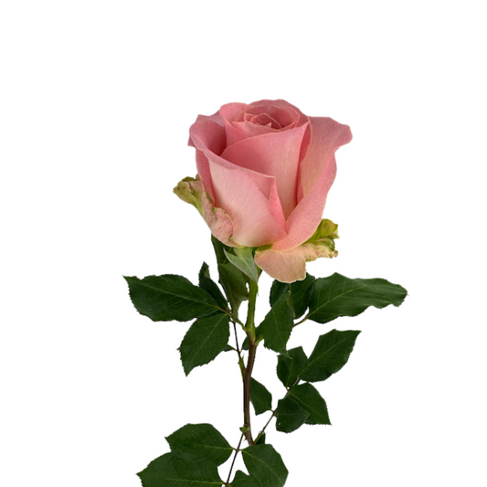 ROSE MEDIUM PINK HERMOSA (25 STEM BUNCH)