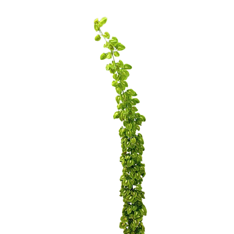 Rumex