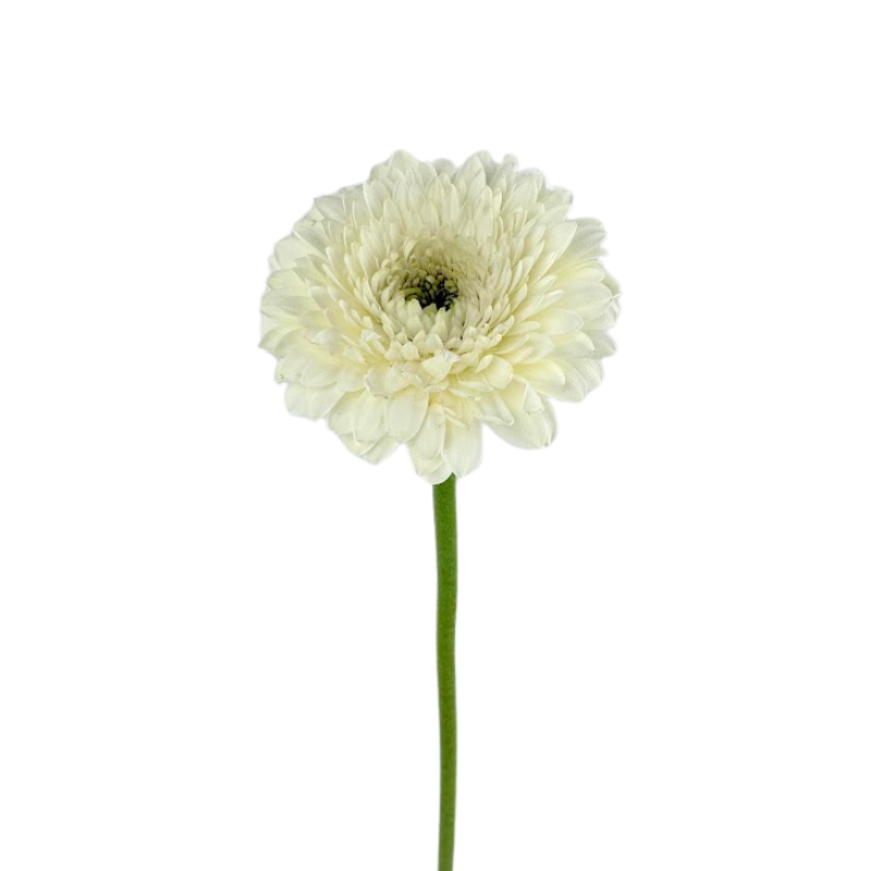 Gerbera Gerrondo White