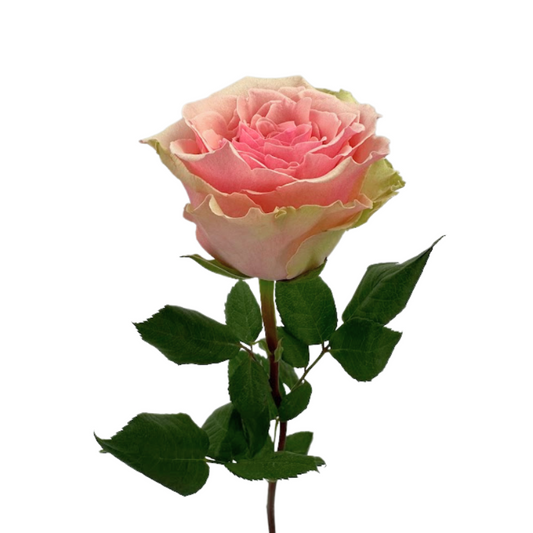 ROSE LIGHT PINK GERALDINE (25 STEM BUNCH)