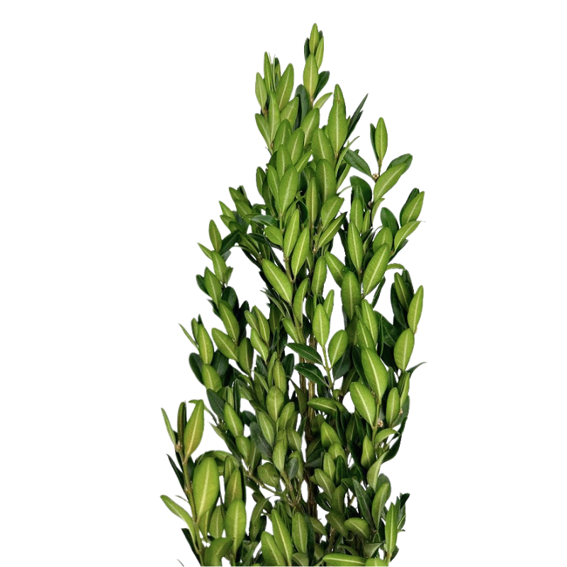 Box of Boxwood