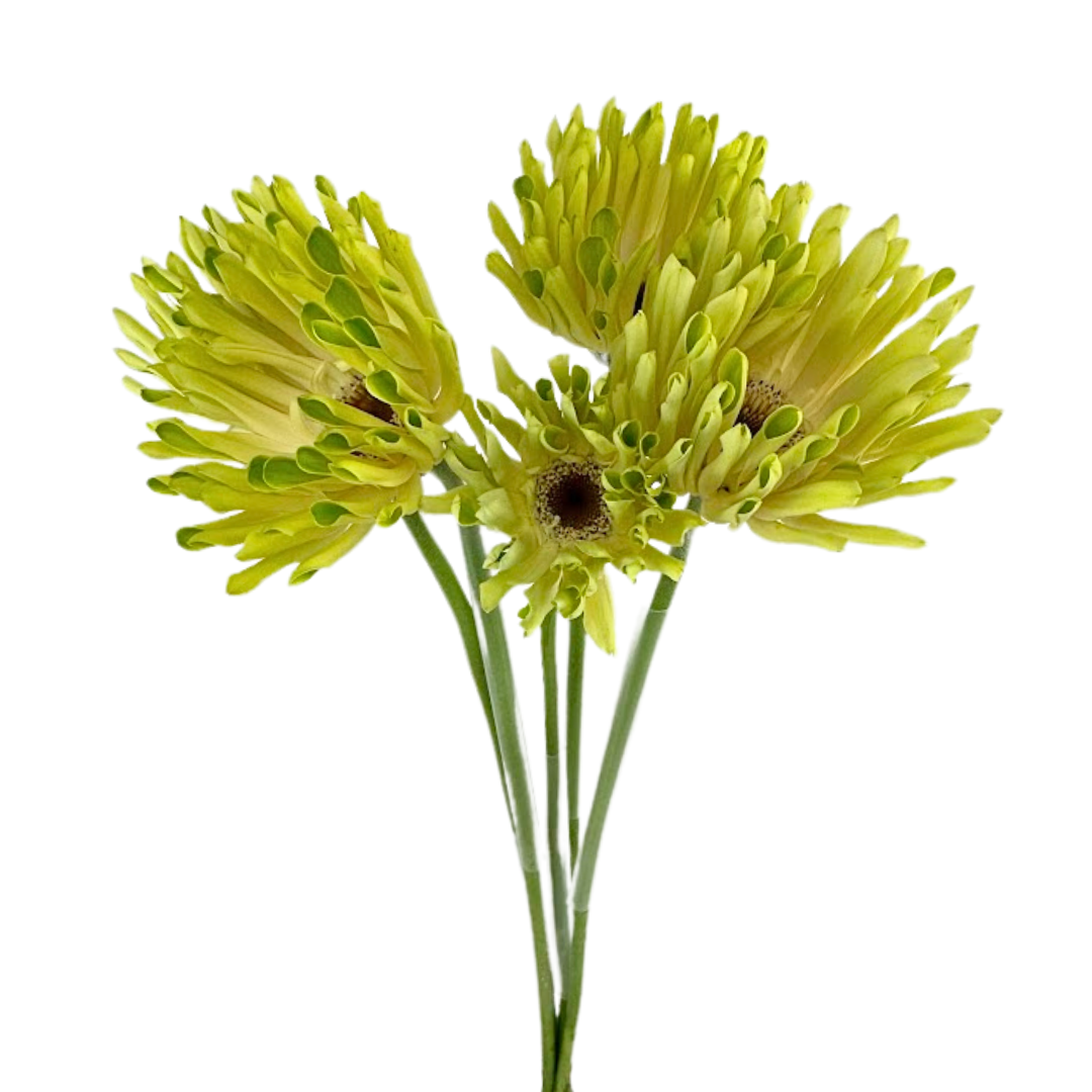 Gerbera Spider Green