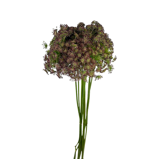 Queen Anne's Lace Chocolate (10 stem bunch)