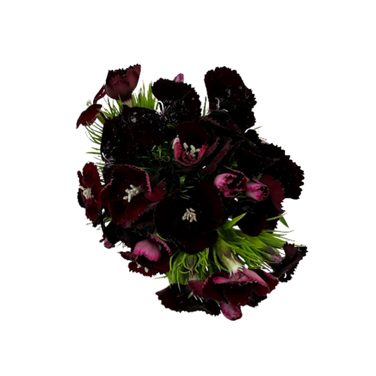 Dianthus Burgundy (10 stem bunch)