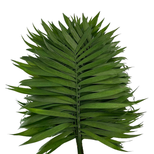 Emerald Palm (10 stem bunch)