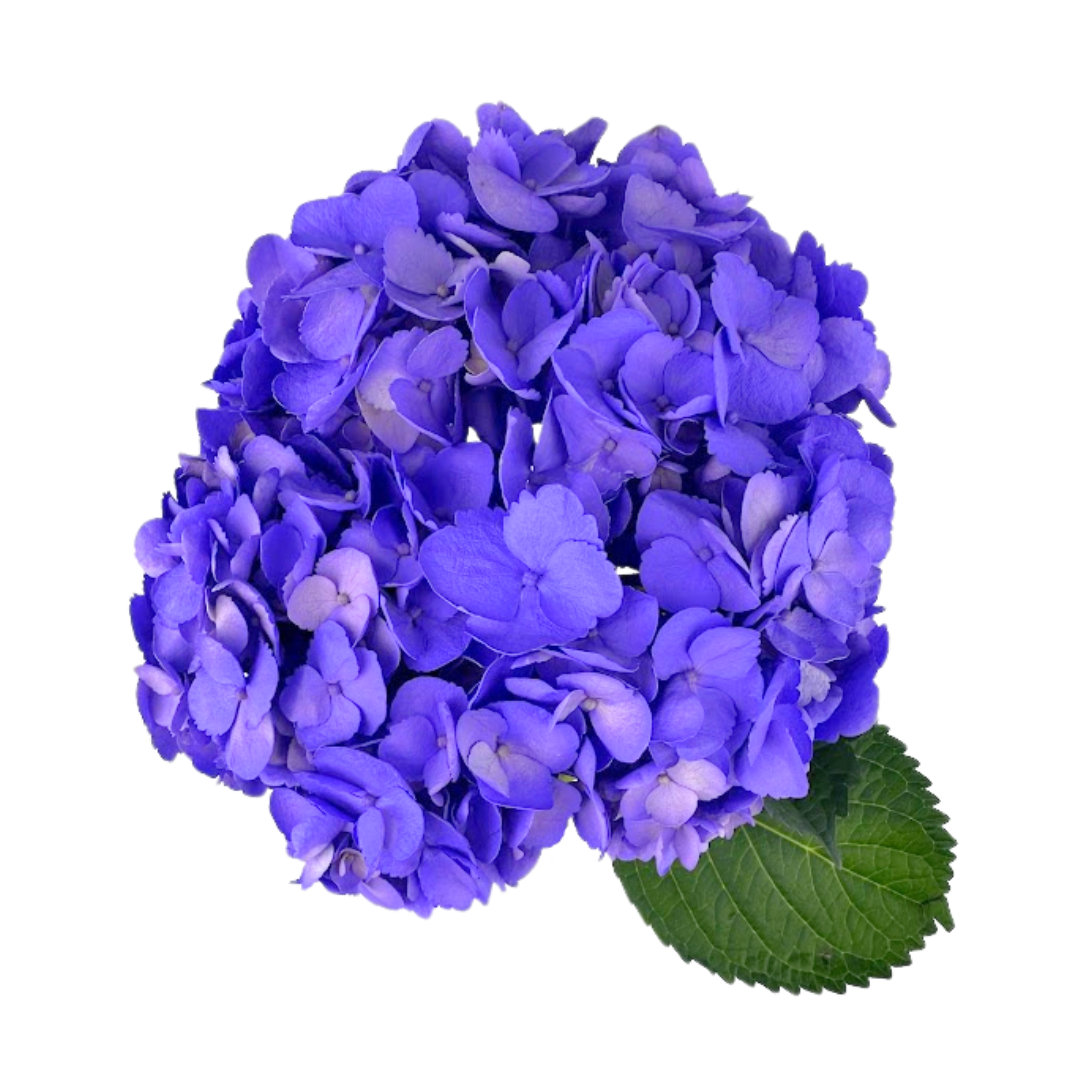 Hydrangeas Tinted Lavender