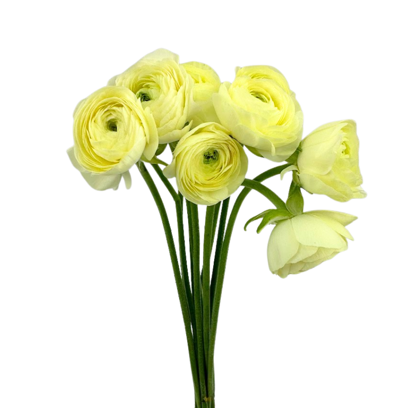 Ranunculus Elegance Cream (10 stem bunch)