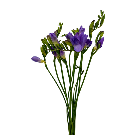 Freesia Lavender (10 stem bunch)