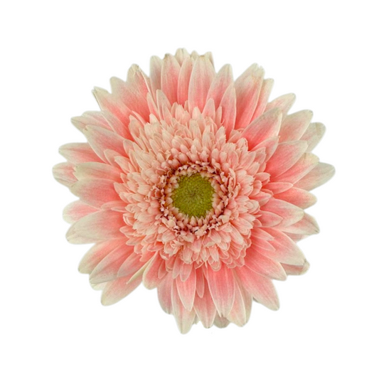 Mini Gerbera Light Pink (10 stem bunch)