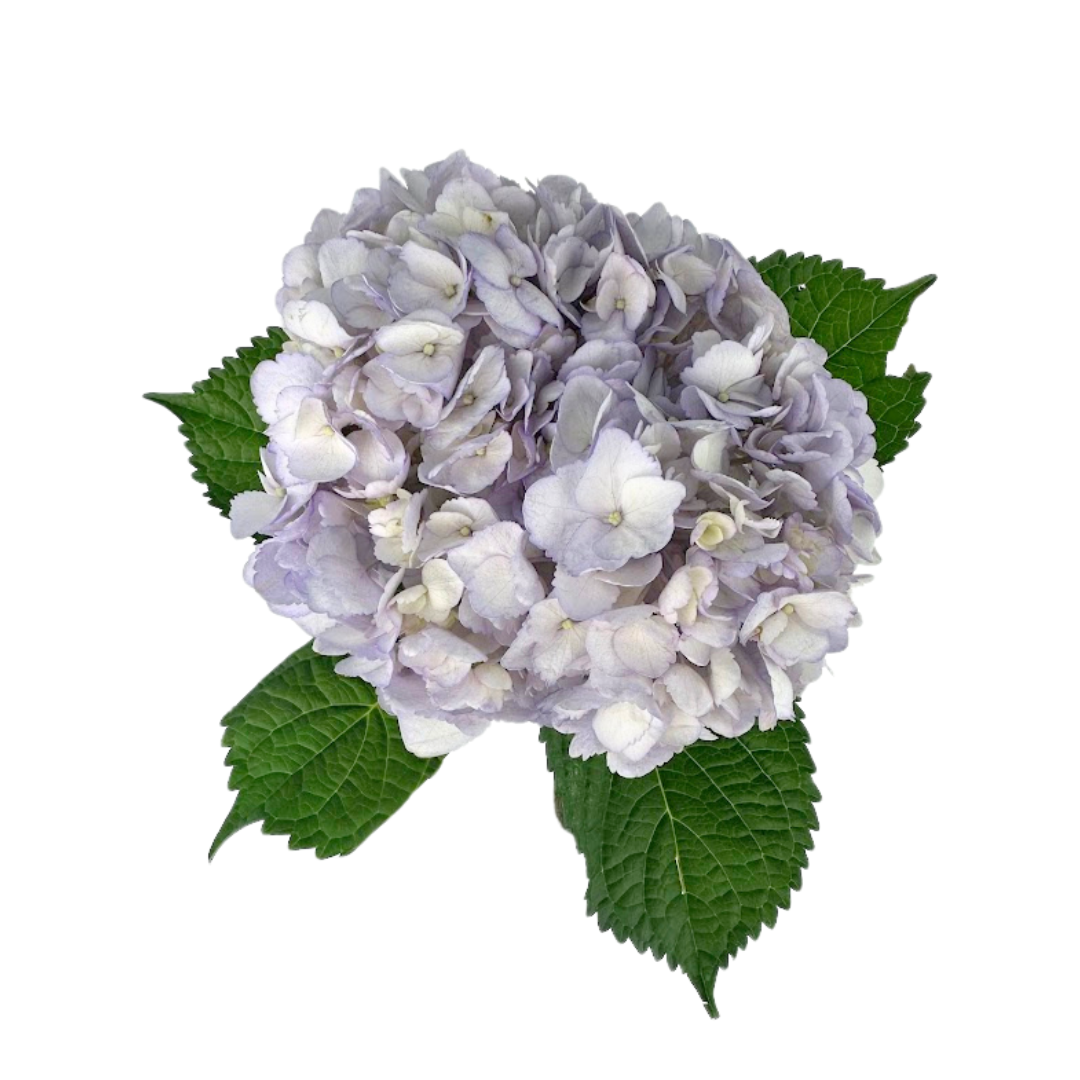 Hydrangea Tinted Light Lavender (25 Stems)
