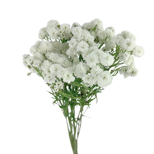 Feverfew Lilliput (10 stem bunch)