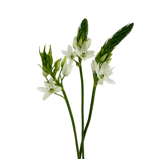 Star of Bethlehem White (10 stem bunch)