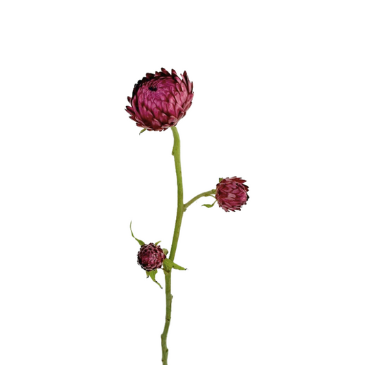 Strawflower Hot Pink (10 stem bunch)