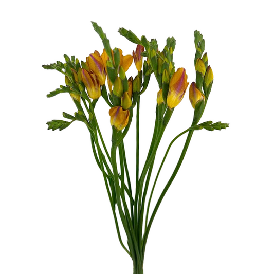 Freesia Orange (10 stem bunch)